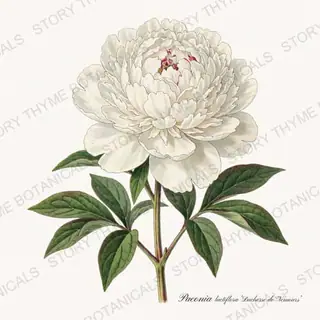 Duchesse de Nemours — vintage botanical Peonies print on a white background