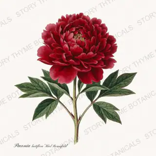 Karl Rosenfield — vintage botanical Peonies print on a white background