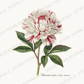 Festiva Maxima — vintage botanical Peonies print on a white background