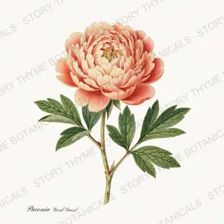Coral Sunset — vintage botanical Peonies print on a white background