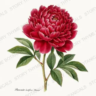 Kansas — vintage botanical Peonies print on a white background