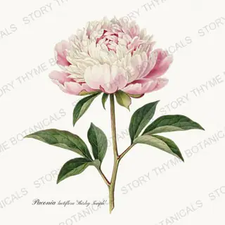 Shirley Temple — vintage botanical Peonies print on a white background