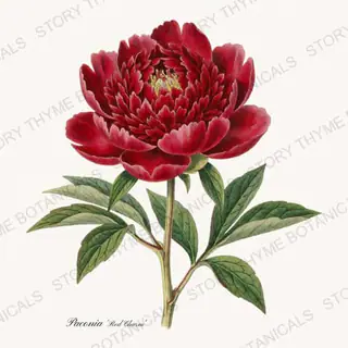 Red Charm — vintage botanical Peonies print on a white background