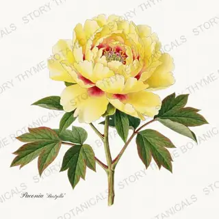 Bartzella — vintage botanical Peonies print on a white background
