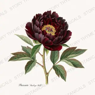 Buckeye Belle — vintage botanical Peonies print on a white background