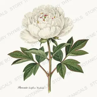 Gardenia — vintage botanical Peonies print on a white background