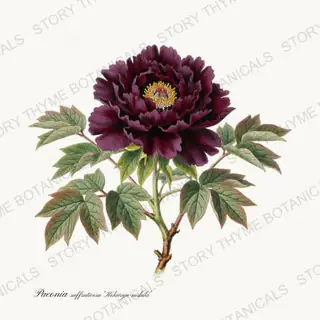 Kokuryu Nishiki — vintage botanical Peonies print on a white background