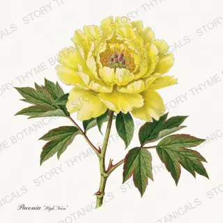 High Noon — vintage botanical Peonies print on a white background