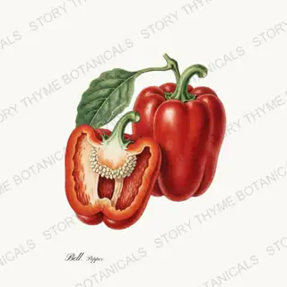 Bell — vintage botanical Peppers print on a white background