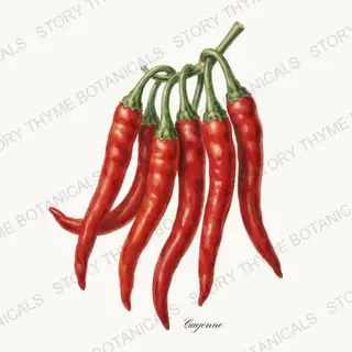 Cayenne — vintage botanical Peppers print on a white background