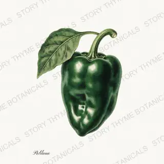 Poblano — vintage botanical Peppers print on a white background