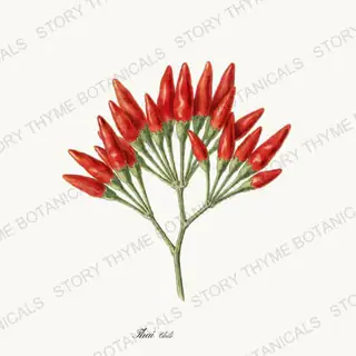 Thai Chili — vintage botanical Peppers print on a white background