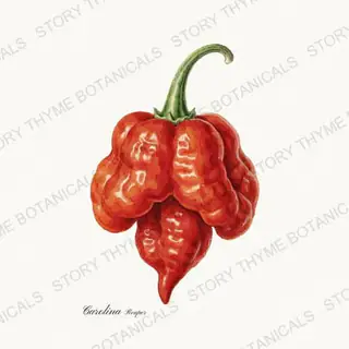 Carolina Reaper — vintage botanical Peppers print on a white background