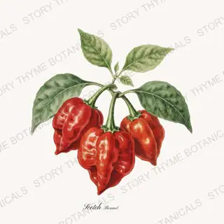 Scotch Bonnet — vintage botanical Peppers print on a white background