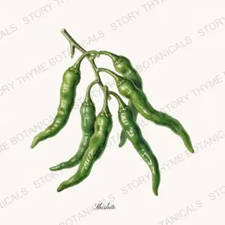 Shishito — vintage botanical Peppers print on a white background