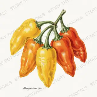 Hungarian Wax — vintage botanical Peppers print on a white background