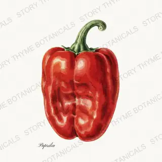 Paprika — vintage botanical Peppers print on a white background