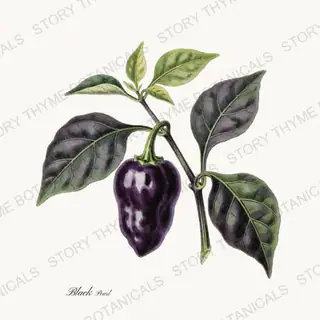 Black Pearl — vintage botanical Peppers print on a white background