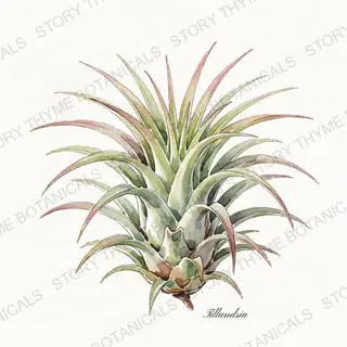 Air Plant — vintage botanical The Plant Library print on a white background