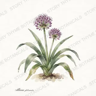 Ornamental Allium — vintage botanical The Plant Library print on a white background