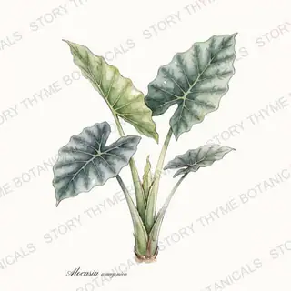 Alocasia (Elephant Ear) — vintage botanical The Plant Library print on a white background