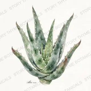Aloe Vera — vintage botanical The Plant Library print on a white background