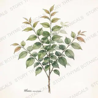 American Elm (Disease-Resistant) — vintage botanical The Plant Library print on a white background