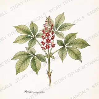 American Ginseng — vintage botanical The Plant Library print on a white background