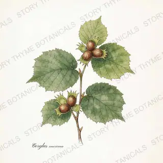 American Hazelnut — vintage botanical The Plant Library print on a white background
