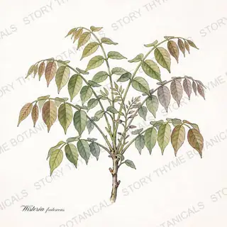 American Wisteria — vintage botanical The Plant Library print on a white background