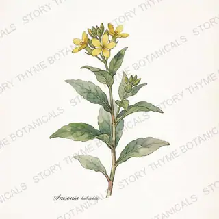Amsonia (Bluestar) — vintage botanical The Plant Library print on a white background