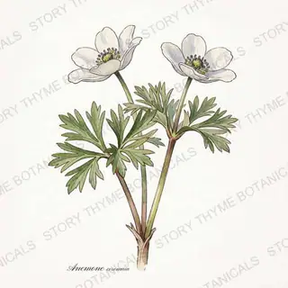 Windflower (Anemone) — vintage botanical The Plant Library print on a white background
