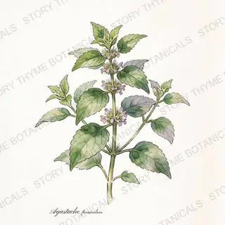 Anise Hyssop — vintage botanical The Plant Library print on a white background