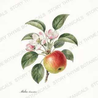 Apple — vintage botanical The Plant Library print on a white background