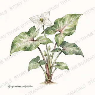 Arrowhead Plant — vintage botanical The Plant Library print on a white background