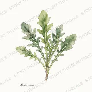 Arugula — vintage botanical The Plant Library print on a white background