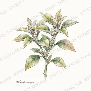 Ashwagandha — vintage botanical The Plant Library print on a white background