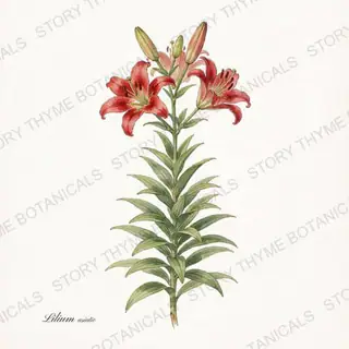 Lily — vintage botanical The Plant Library print on a white background
