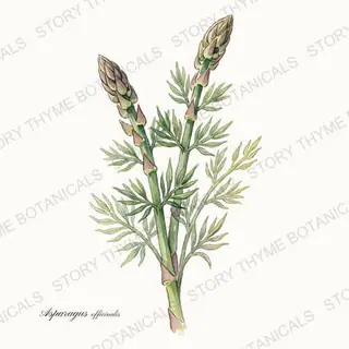 Asparagus — vintage botanical The Plant Library print on a white background