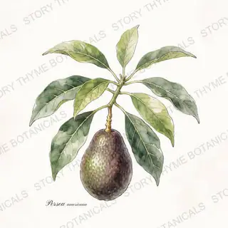 Avocado — vintage botanical The Plant Library print on a white background