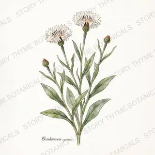 Bachelor's Button (Cornflower) — vintage botanical The Plant Library print on a white background