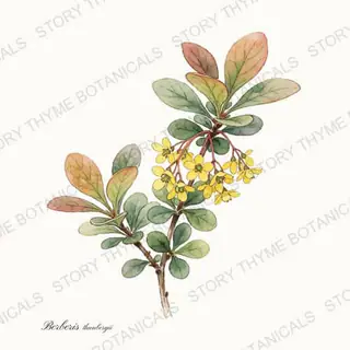 Japanese Barberry — vintage botanical The Plant Library print on a white background
