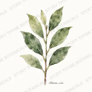 Bay Laurel — vintage botanical The Plant Library print on a white background