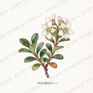 Bearberry (Kinnikinnick) — vintage botanical The Plant Library print on a white background