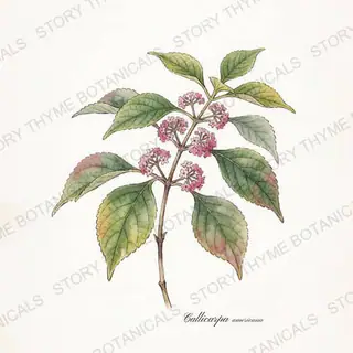 Beautyberry — vintage botanical The Plant Library print on a white background