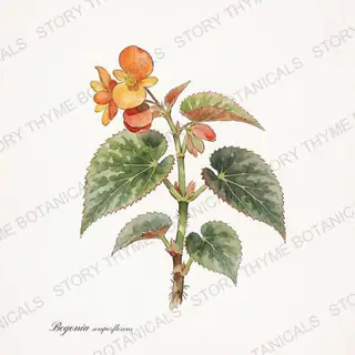 Wax Begonia — vintage botanical The Plant Library print on a white background