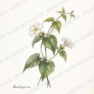 Black-Eyed Susan Vine — vintage botanical The Plant Library print on a white background