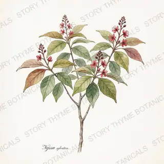 Black Gum (Tupelo) — vintage botanical The Plant Library print on a white background