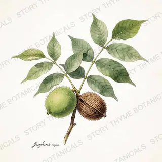 Black Walnut — vintage botanical The Plant Library print on a white background