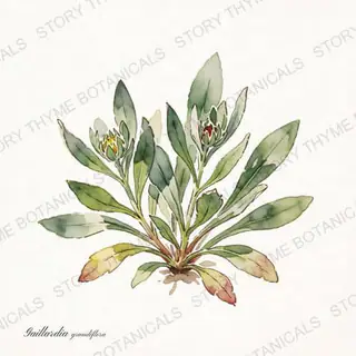 Blanket Flower — vintage botanical The Plant Library print on a white background